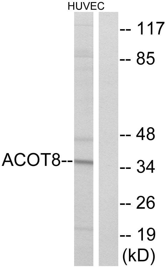 ACOT8 Antibody