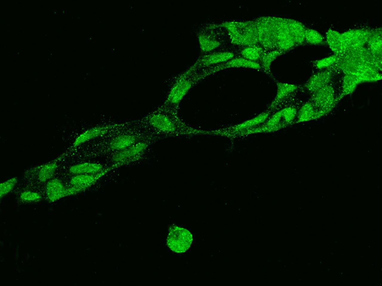 SRSF10 / FUSIP1 Antibody