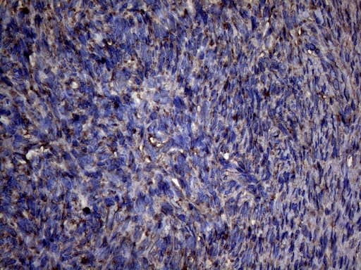 PPIF / Cyclophilin F Antibody (clone OTI1C4)