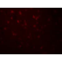 RLN3 / Relaxin 3 Antibody