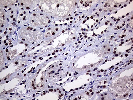 RING1 Antibody (aa88-362, clone OTI3G7)