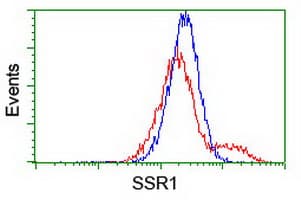 Monoclonal Mouse anti-Human SSR1 Antibody (clone OTI 5D5, WB)