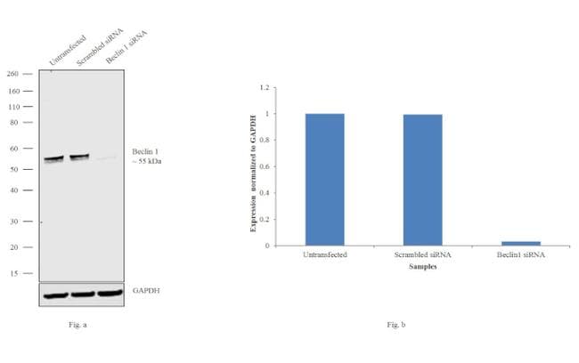 BECN1 / Beclin-1 Antibody (clone 2A4)