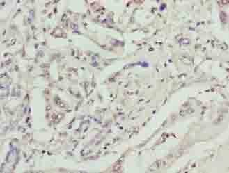GPM6B Antibody