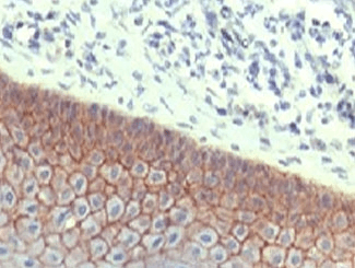 Monoclonal Mouse anti-Human CDH1 / E Cadherin Antibody (clone ECD1-2, Azide-free,BSA-free, IHC, IF, WB)