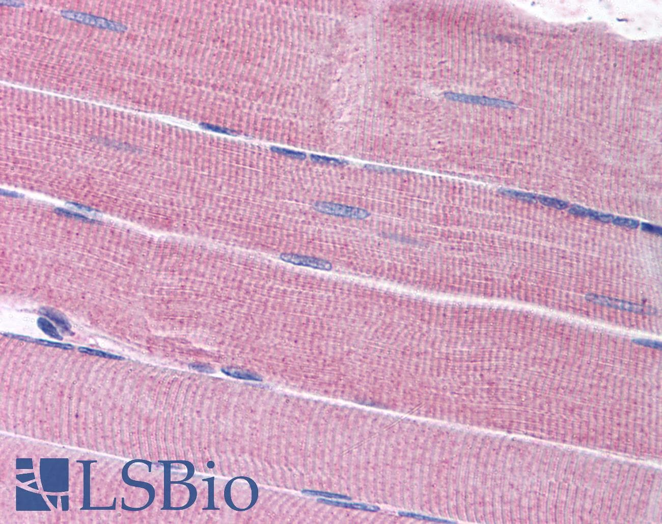 IHC-plus™ SORBS1 / Ponsin Antibody (aa1282-1294)
