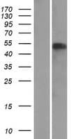 NAF1 Protein (Over-Expression Lysate Myc-DDK (Flag))