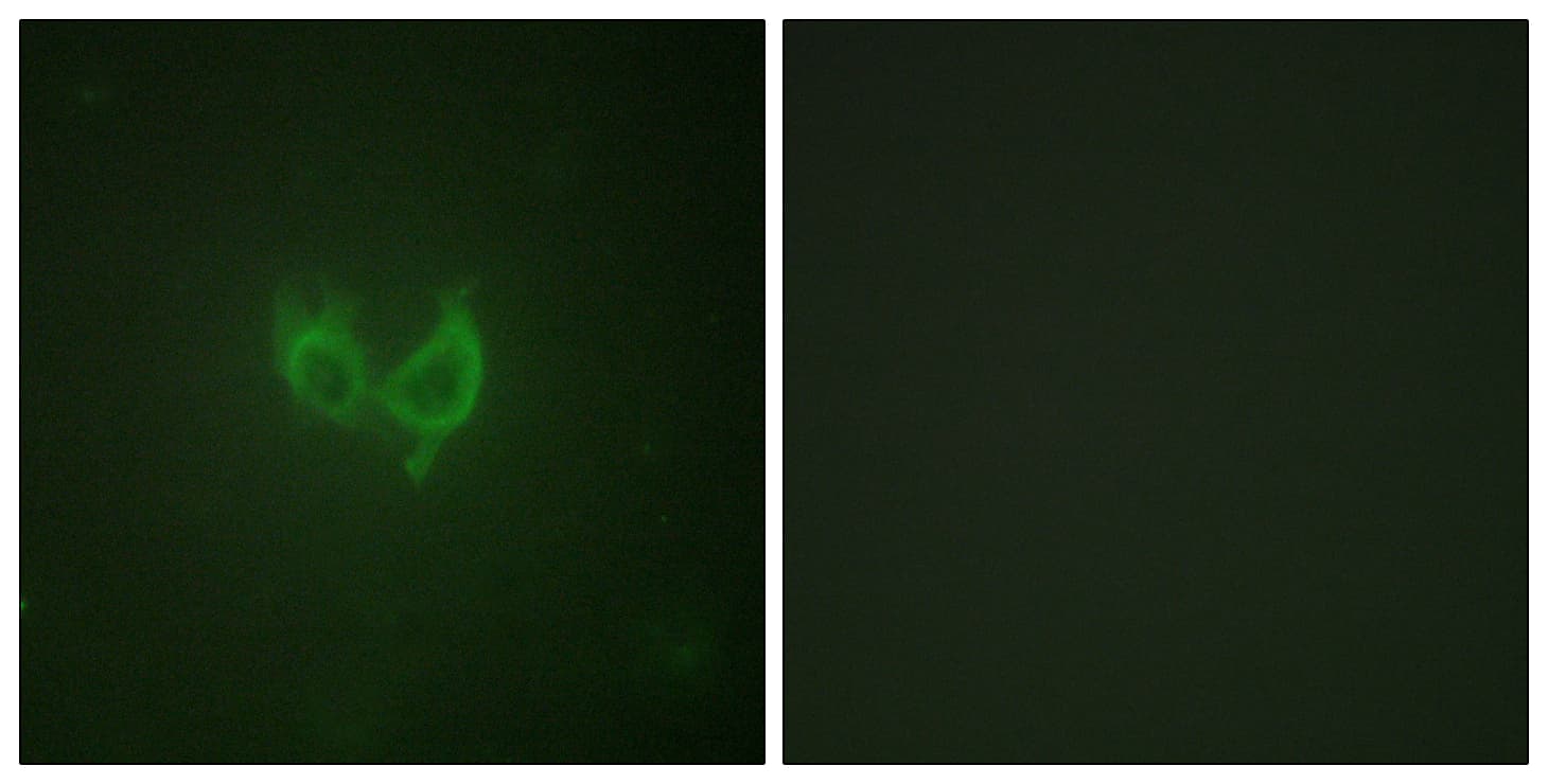 IHC-plus™ MARK2 Antibody (aa562-611)