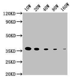 GAPDH Antibody (clone 8A1D1)