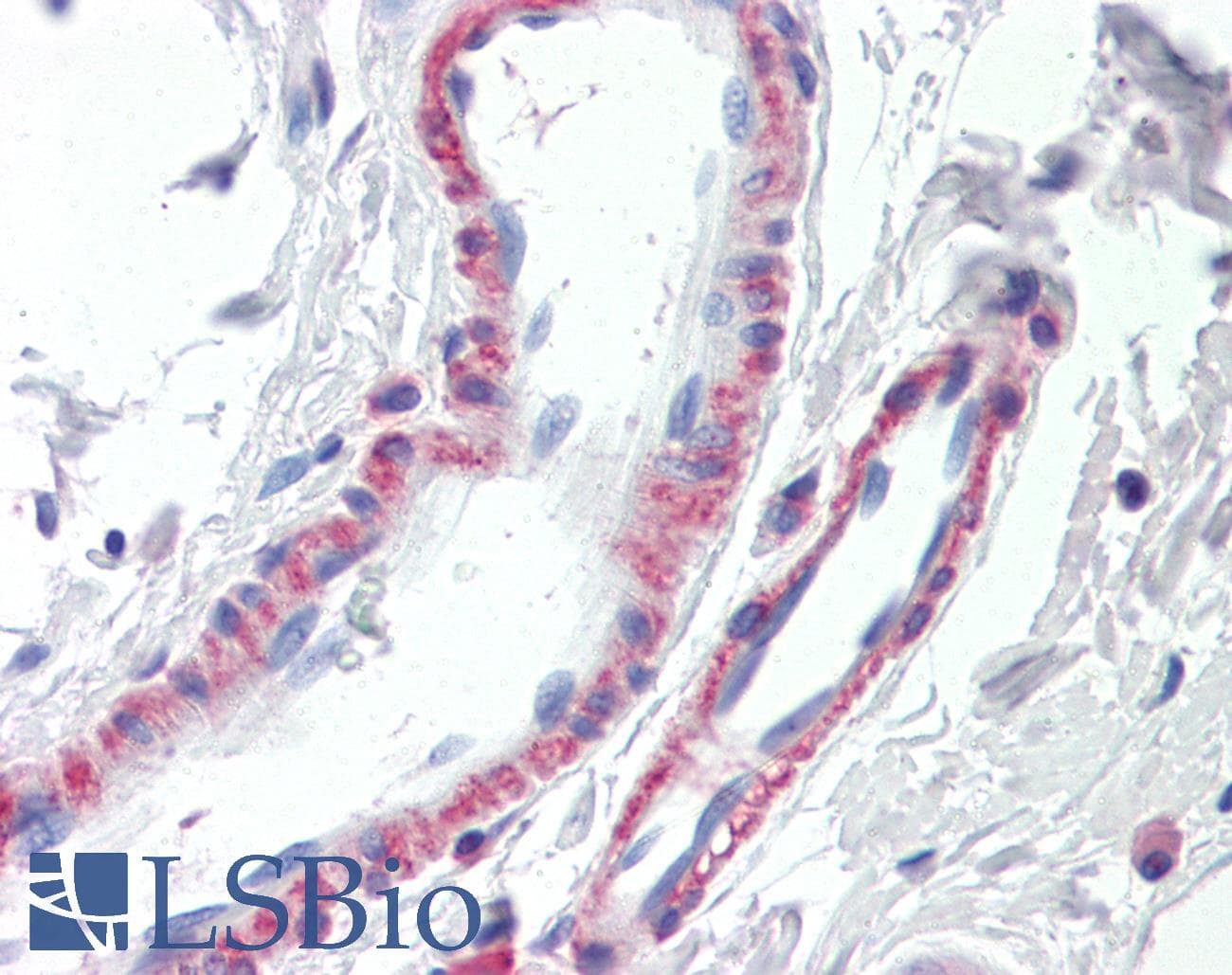 IHC-plus™ THBS3 / Thrombospondin 3 Antibody (aa936-950)