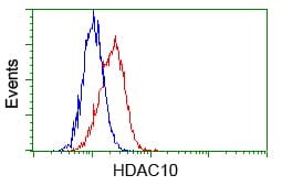 HDAC10 Antibody (clone OTI7C3)