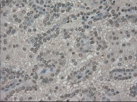 SLC7A8 / LAT2 Antibody (clone OTI8B12, Carrier-free)