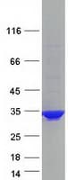 Human PCSK1N / PROSAAS Protein (Recombinant Myc-DDK (Flag))