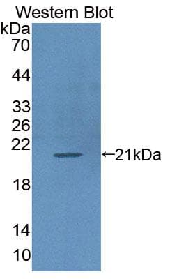 ICAM3 / CD50 Antibody (aa46-197)