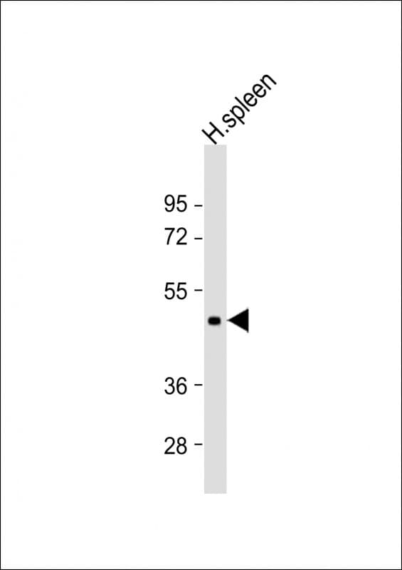 Dipeptidase 2 / DPEP2 Antibody (aa138-171)