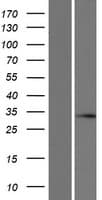 SLC25A29 Protein (Over-Expression Lysate Myc-DDK (Flag))