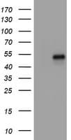 CD4 Antibody (clone OTI2D4)