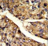 FMO3 Antibody (aa30-56)