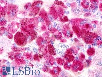 PathPlus™ Polyclonal Rabbit anti-Human MAS1L / MRG Antibody (C-Terminus, IHC)
