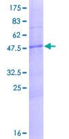 Human ANXA2R / AX2R Protein (Recombinant GST)