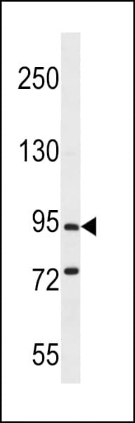 PCDHGC5 Antibody (aa499-526)