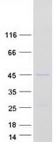Human RFC3 Protein (Recombinant Myc-DDK (Flag))