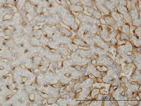 Monoclonal Mouse anti-Human EHD3 Antibody (clone 4B7, IHC, IF, WB)