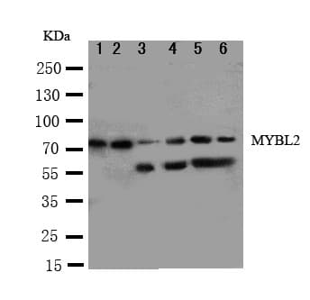MYBL2 Antibody (aa1-17)