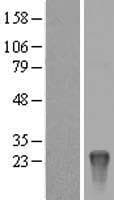 KRTAP10-8 Protein (Over-Expression Lysate Myc-DDK (Flag))