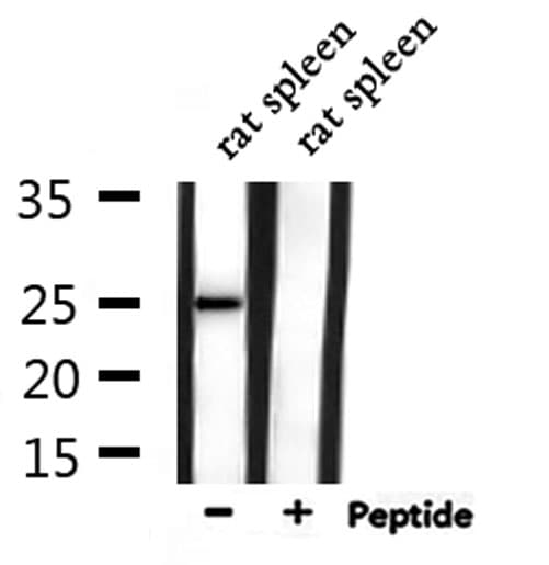 CACNG1 / CACNG Antibody