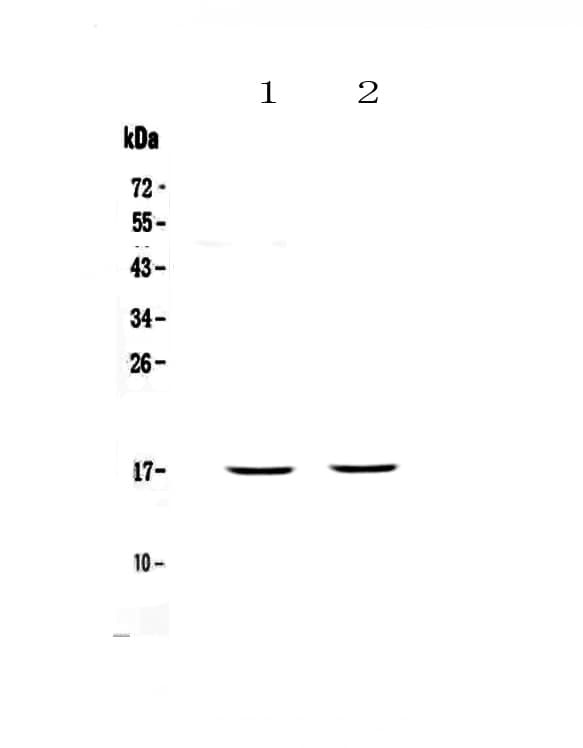 PLAC9 Antibody
