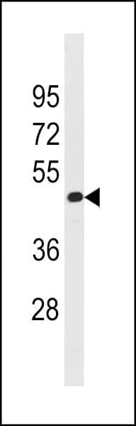 TAF7L Antibody (aa68-96)
