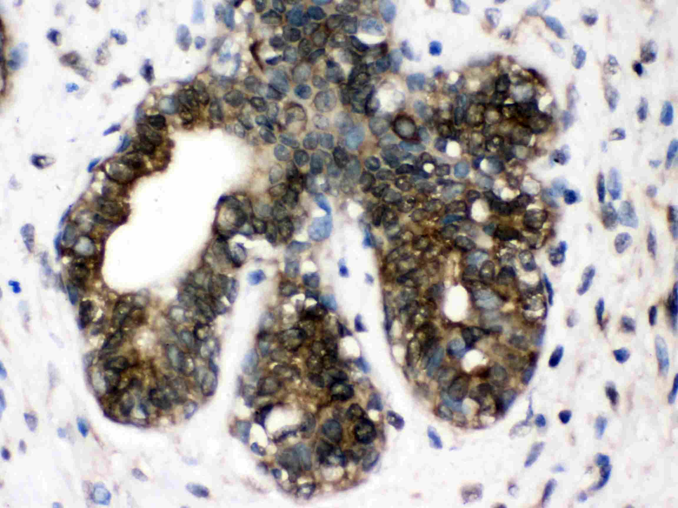 CCT4 / SRB Antibody