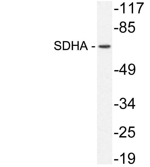 SDHA Antibody (aa551-600)