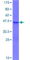 Human MAGOHB / Mago Protein (Recombinant GST)