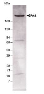 IHC-plus™ FASN / Fatty Acid Synthase Antibody (N-Terminus)