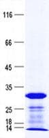Human UTP23 Protein (Recombinant His, N-Terminal)
