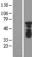 YTHDF1 Protein (Over-Expression Lysate Myc-DDK (Flag))