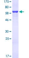 Human MAP2K2 / MKK2 / MEK2 Protein (Recombinant GST)