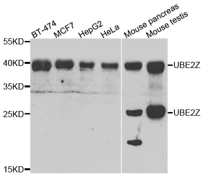 UBE2Z / USE1 Antibody