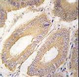 FGF4 Antibody (aa168-198)