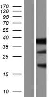 CD300LG Protein (Over-Expression Lysate Myc-DDK (Flag))