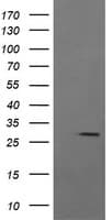 KLK8 / Kallikrein 8 Antibody (clone OTI5B1)