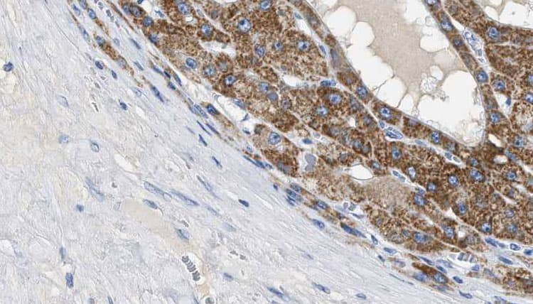 CD144 / CDH5 / VE Cadherin Antibody