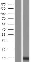 Human C7orf73 / PL-5283 Protein (Over-Expression Lysate Myc-DDK (Flag))