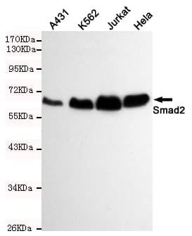 SMAD2 Antibody
