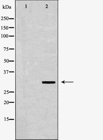 POLR2C Antibody
