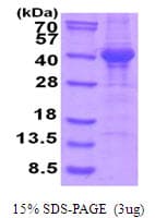 Human NAPSA / NAPA / Napsin A Protein (Recombinant His)