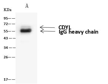 Polyclonal Rabbit anti-Human CDYL Antibody (IHC, IF, WB)