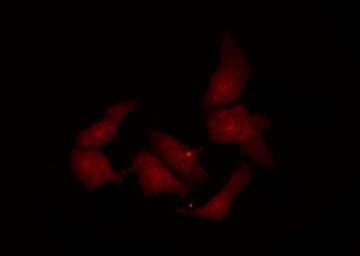 REL / C-Rel Antibody